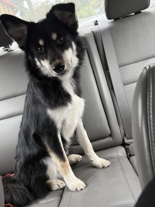 Found Dog in Portland, Oregon — listing photo
