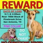 Lost Dog in San Antonio, Texas — Lost/ missing dog- posting for neighbor