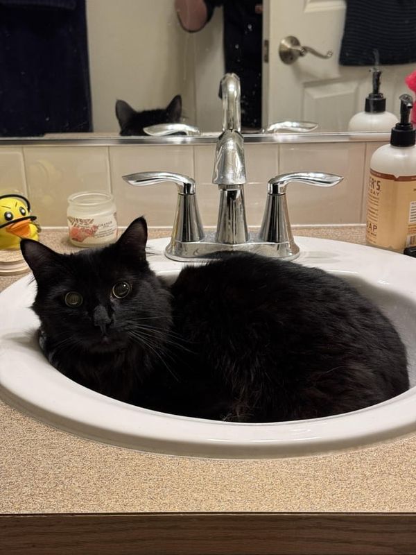 Lost Cat in Seattle, Washington — listing photo