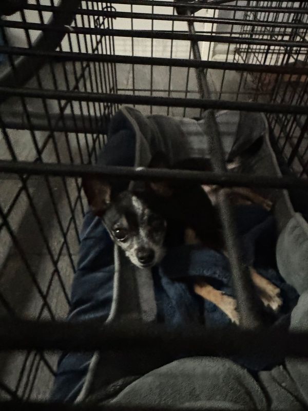 Lost Dog in Tulare, California — listing photo