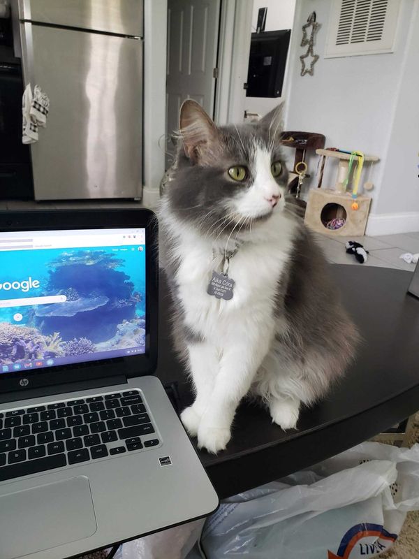 Lost Cat in FL 32148 — listing photo