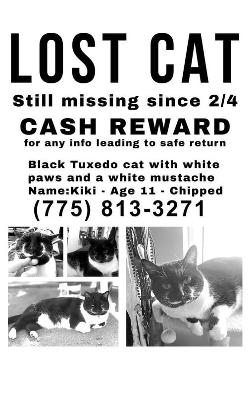 Lost Cat in Reno, Nevada — listing photo