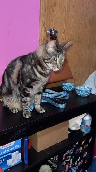 Lost Cat in Metter — listing photo