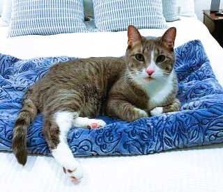 Lost Cat in Phoenix, Arizona — listing photo