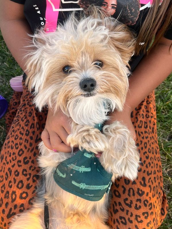 Lost Dog in Brighton — listing photo