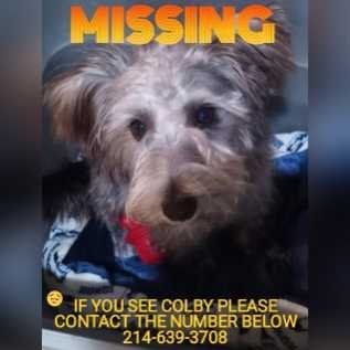 Lost Dog in Fulshear — listing photo