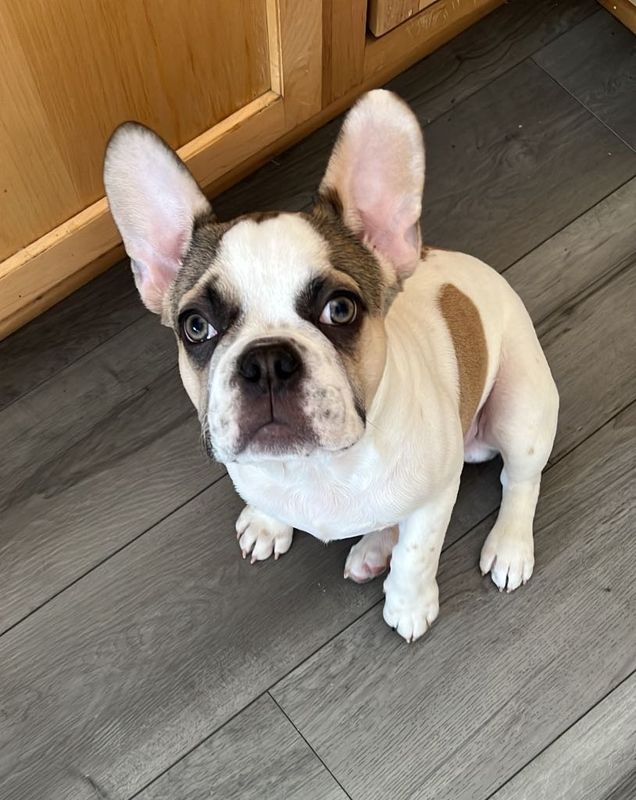 Lost Dog in Aurora, Colorado — listing photo