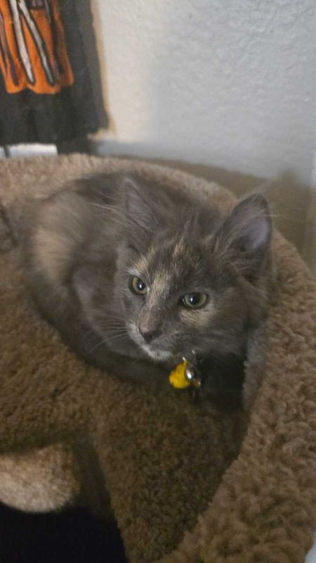 Lost Cat in Denver, Colorado — listing photo