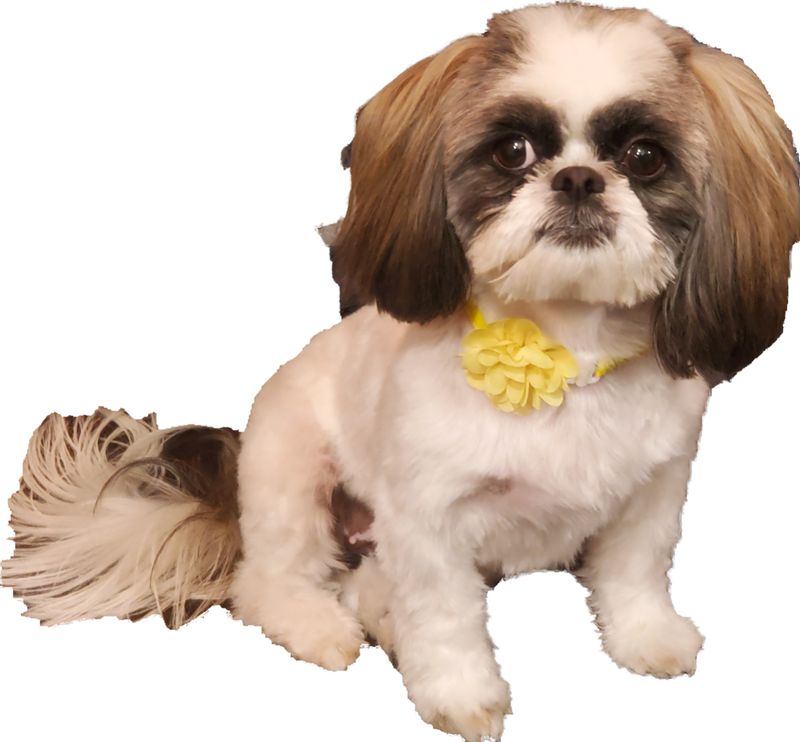 Lost Dog in Tucson, Arizona — listing photo