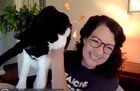 Lost Cat in Mission, Texas — Watch out for these common scams if you have a lost cat. use d with permission from the Lost Cat…