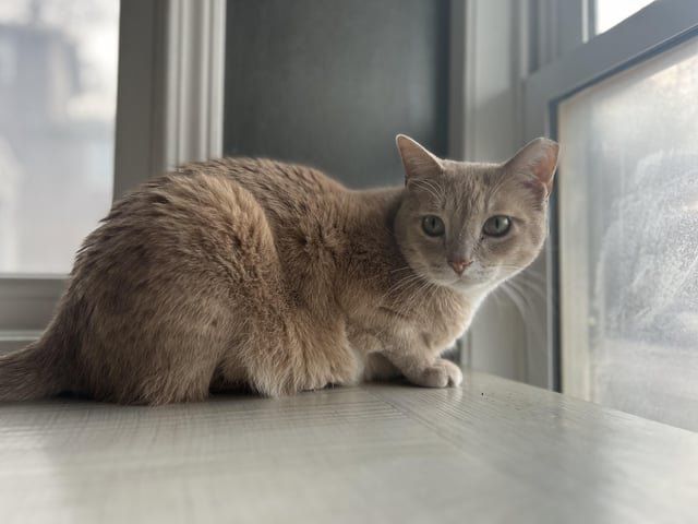 Lost Cat in Des Moines, Iowa — listing photo