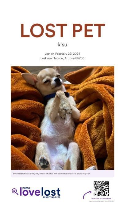 Lost Dog in Tucson, Arizona — listing photo