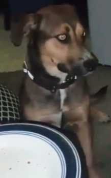 Lost Dog in New Caney — listing photo