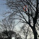 Found Cat in Sacramento, California — Cat stuck in tree in Tahoe park