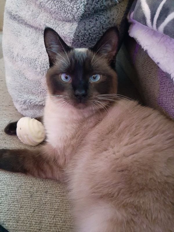 Lost Cat in Aurora, Colorado — listing photo