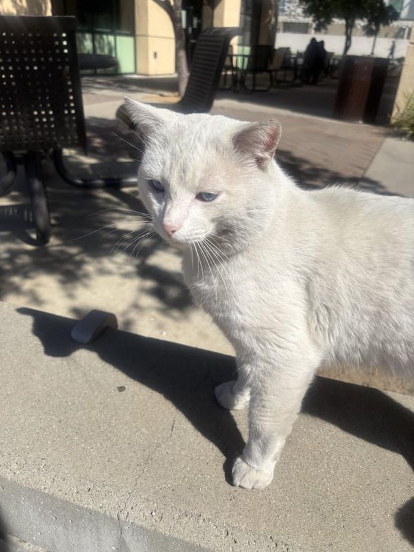 Found Cat in San Jose, California — Insomnia bar cat