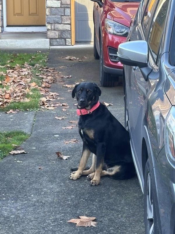 Lost Dog in Portland, Oregon — listing photo