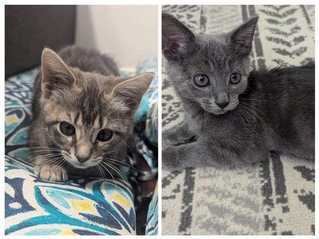 Found Cat in Fort Worth, Texas — Two sweet boys looking for a home
