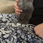 Lost Cat in K — listing photo