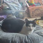 Lost Cat in K — listing photo