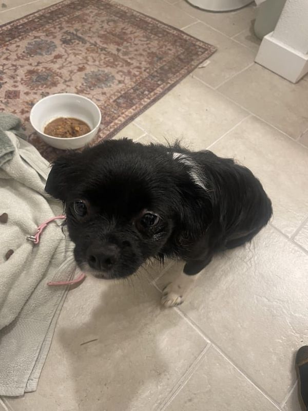 Lost Dog in Seattle, Washington — ‼️Lost dog‼️