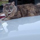 Lost Cat in Reading, Pennsylvania — I need help finding my lost cat!
