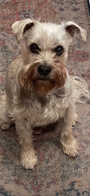 Lost Dog in Hannibal — listing photo