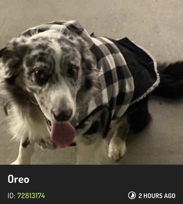 Lost Dog in San Francisco, California — listing photo
