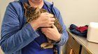 Lost Cat in K — Did I find your lost cat on Foster & Woodstock? (repost b/c I screwed up the photos)