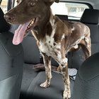 Found Dog in Kansas City, Missouri — listing photo