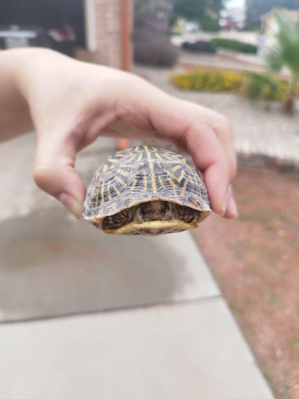 Lost Pet in El Paso, Texas — Just got this visitor outside my house, could it be lost pet?