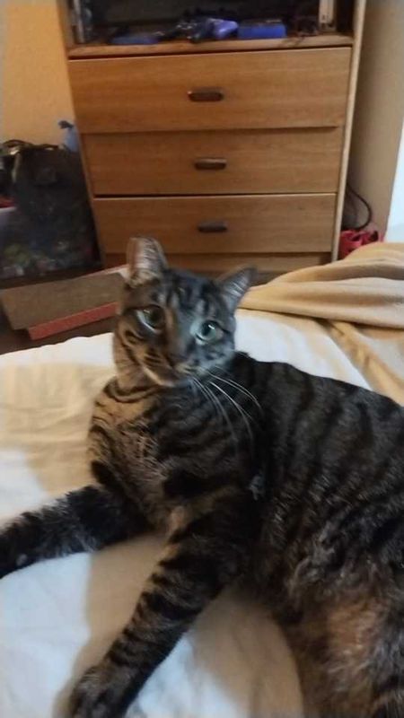 Lost Cat in Phoenix, Arizona — listing photo