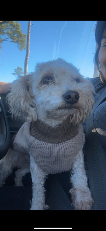 Lost Dog in Bastrop — listing photo