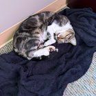 Lost Cat in Louisville, Kentucky — listing photo