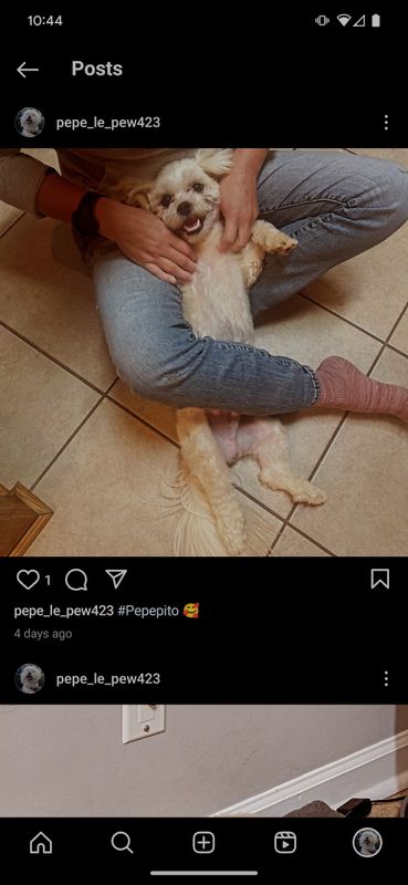 Lost Dog in Warner Robins, Georgia — listing photo