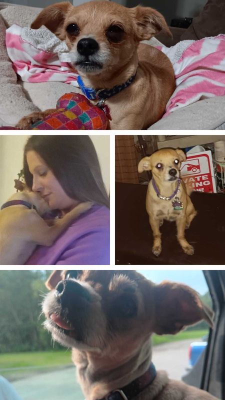 Lost Dog in Sealy — listing photo