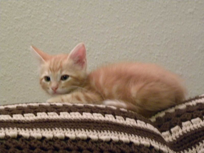 Lost Cat in Lorena — listing photo