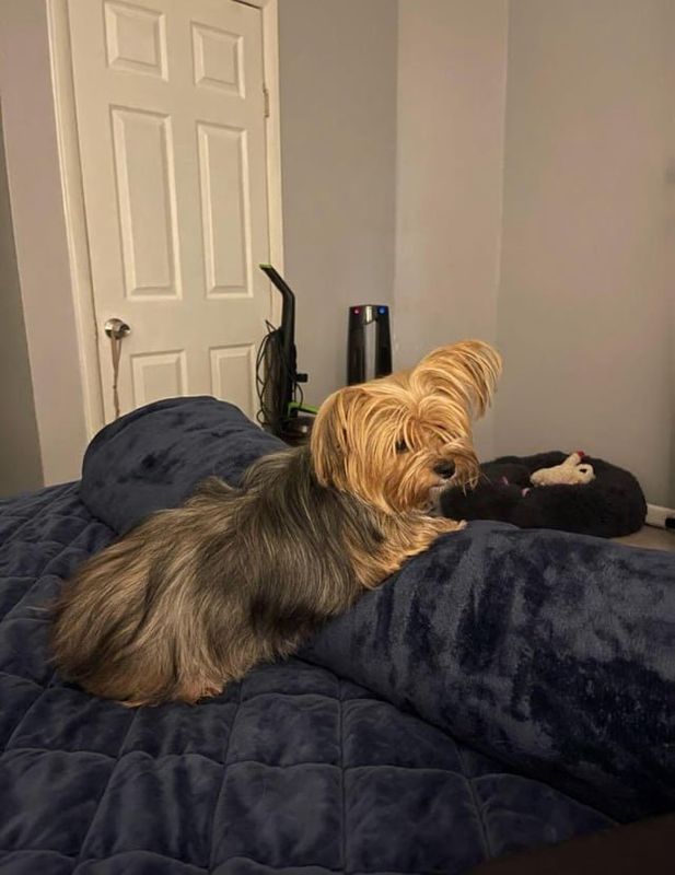 Lost Dog in Washington, District of Columbia — listing photo