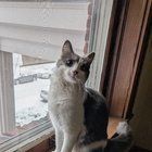 Found Cat in Kansas City, Missouri — Friendly Cat Found in Southmoreland