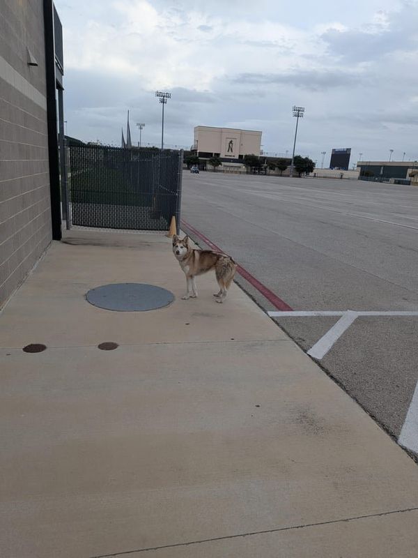 Lost Dog in San Antonio, Texas — listing photo