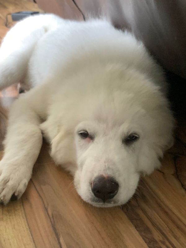 Found Dog in New Fairview — listing photo