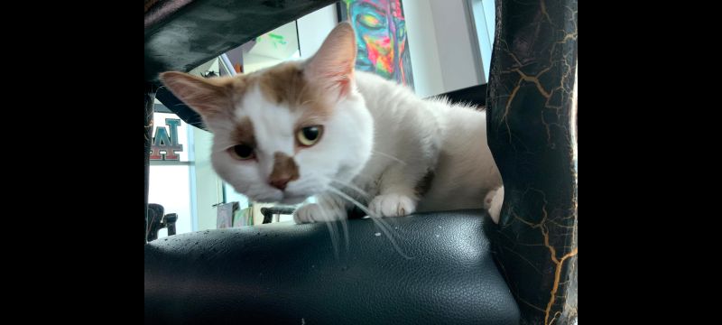 Lost Cat in Los Angeles, California — listing photo