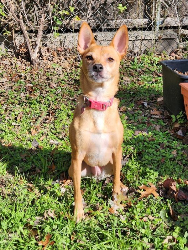 Lost Dog in Plano, Texas — listing photo