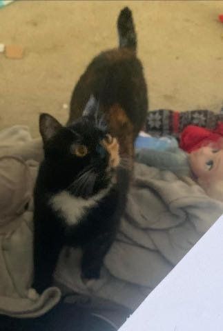 Lost Cat in Beaverton, Oregon — listing photo