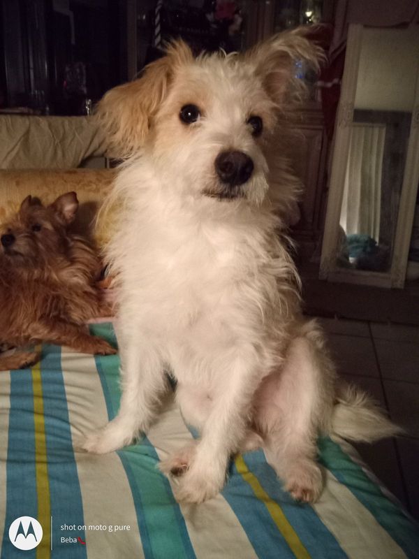 Lost Dog in Houston, Texas — listing photo
