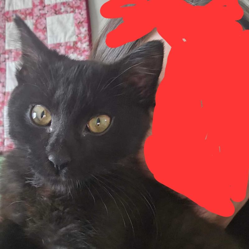 Lost Cat in Lexington — listing photo