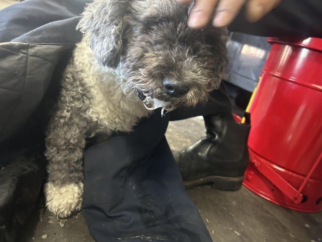 Lost Dog in New York, New York — listing photo