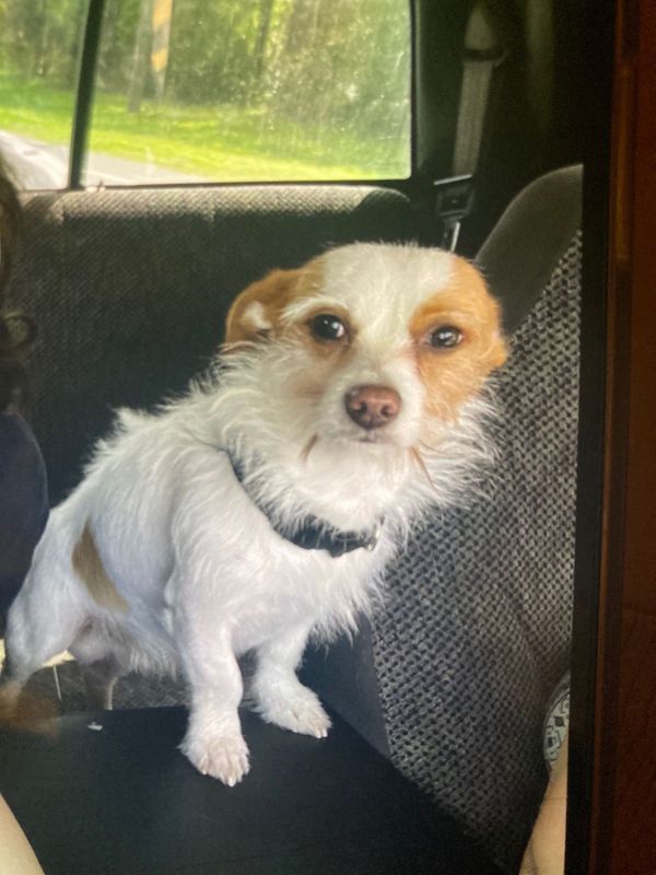 Lost Dog in Silver Springs — listing photo