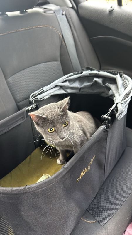 Lost Cat in Brookshire — listing photo