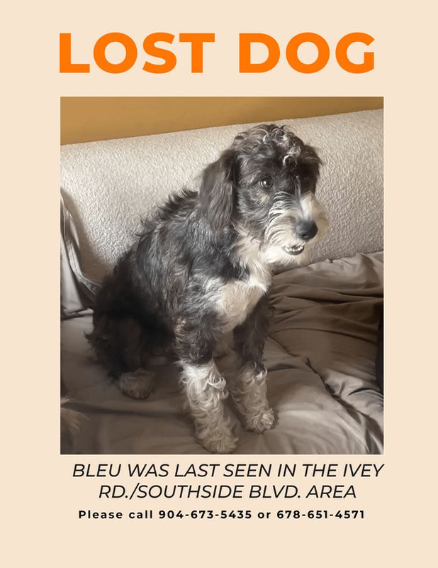 Lost Dog in Jacksonville, Florida — listing photo